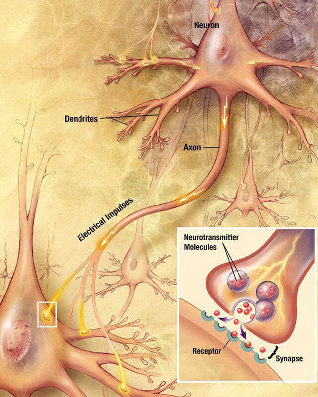 Esquema de una sinapsis química neuronal
