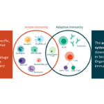 Respuesta inmune adaptativa