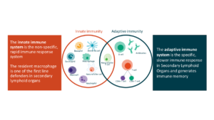 Respuesta inmune adaptativa
