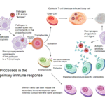 Memoria inmunológica