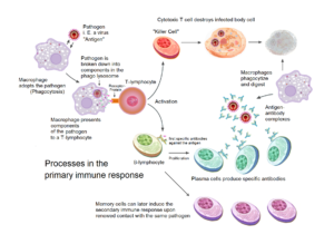 Memoria inmunológica