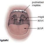 Amígdalas: Anatomía, Funciones e Infecciones