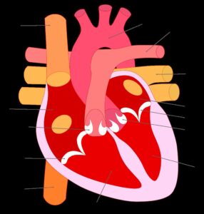Anatomía del corazón: estructura, cavidades y funcionamiento