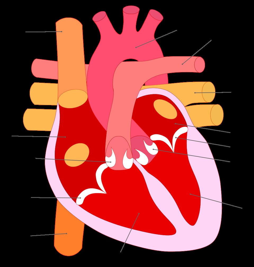 Anatomía del corazón