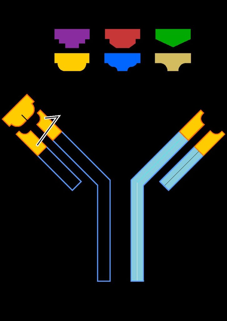 Diagrama de la estructura de un anticuerpo inmunoglobulina