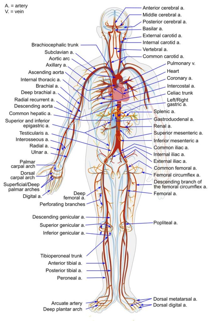Arterias principales del cuerpo humano