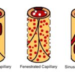 Capilares: estructura, tipos y función en la microcirculación