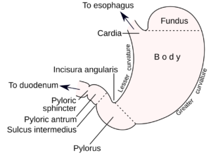 Estómago: función, anatomía y curiosidades del órgano digestor