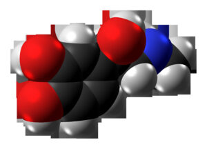 Adrenalina (epinefrina): la hormona de la respuesta de lucha o huida