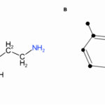 Serotonina: neurotransmisor y hormona del bienestar