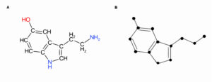 Serotonina: neurotransmisor y hormona del bienestar
