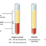 Composición de la sangre: componentes y funciones
