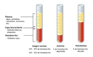 Composición de la sangre: componentes y funciones