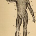 Cuádriceps: Anatomía, Funciones y Lesiones