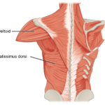 Deltoides: Anatomía, Funciones y Lesiones