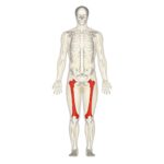 Fémur: anatomía, función y lesiones del hueso más largo