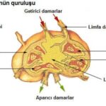 Ganglios Linfáticos: Anatomía, Funciones y Enfermedades
