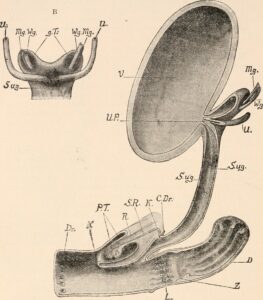 Glandulas Sudoriparas: Tipos, Funciones y Enfermedades