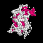 Hormona del crecimiento (GH): somatotropina y sus funciones