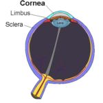 Córnea