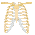 Costillas y Esternón