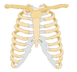Costillas y Esternón