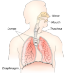 Diafragma como Músculo