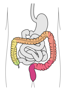 Intestino grueso