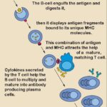 Linfocitos B: función, anticuerpos e inmunidad humoral