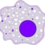 Macrófagos: función, fagocitosis y papel en la inmunidad