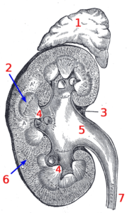Medula Renal: Anatomia, Funciones y Enfermedades