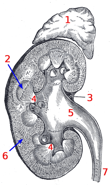 Medula Renal: Anatomia, Funciones y Enfermedades