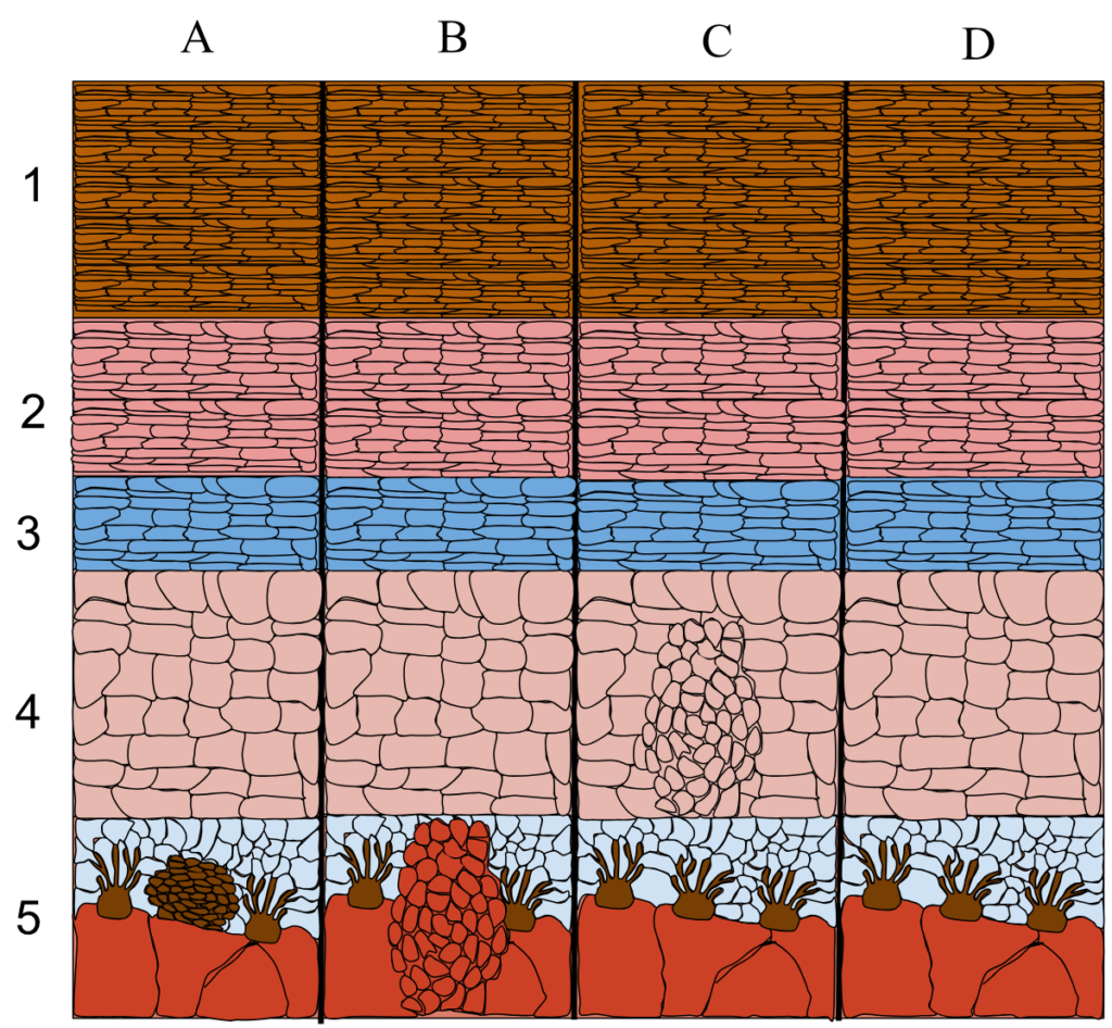 Melanocitos: Funcion, Pigmentacion y Enfermedades
