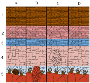 Melanocitos: Funcion, Pigmentacion y Enfermedades