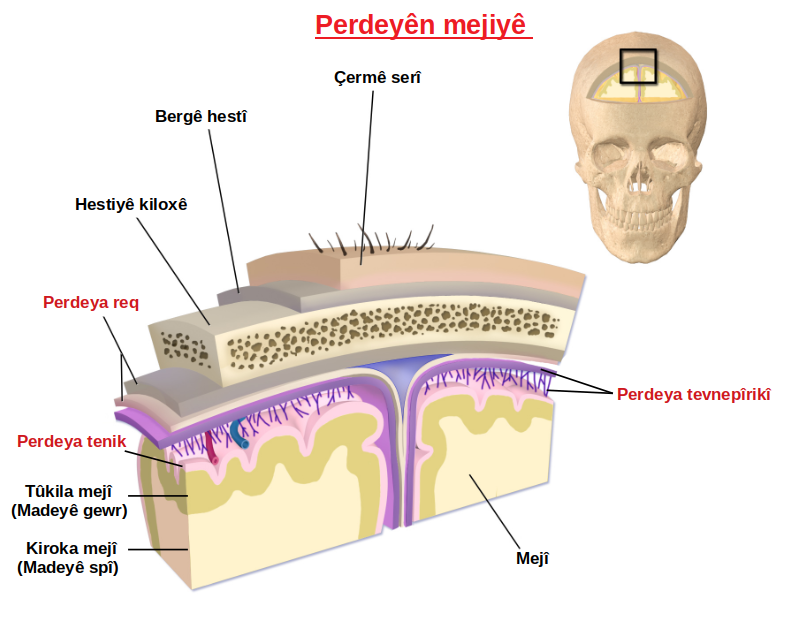 Meningitis: inflamación de las membranas cerebrales