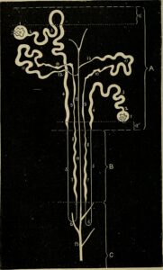 Nefron: La Unidad Funcional del Rinon