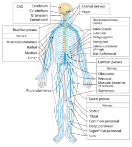 Nervios periféricos