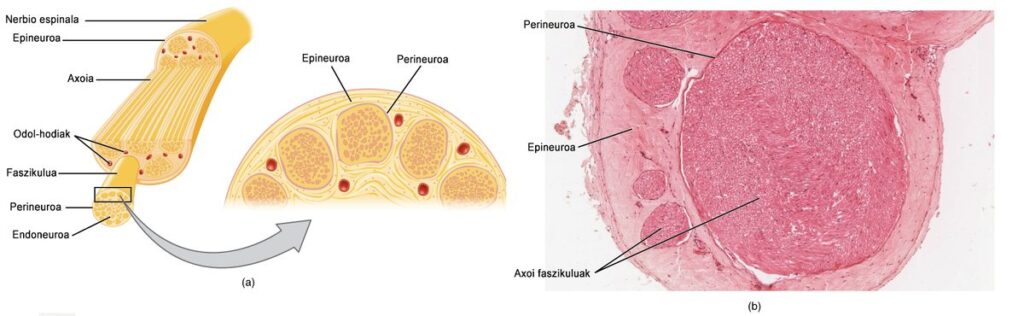 Diagrama de daño en los nervios periféricos causado por neuropatía