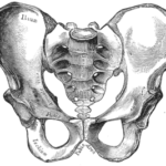Pelvis