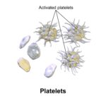 Plaquetas (trombocitos): función, valores normales y enfermedades