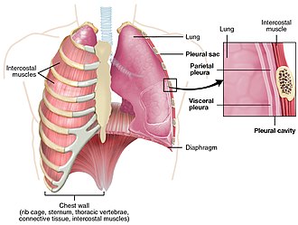 Pleura
