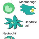 Respuesta inmune innata: la primera línea de defensa del cuerpo