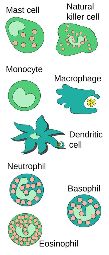 Diagrama de los componentes de la respuesta inmune innata