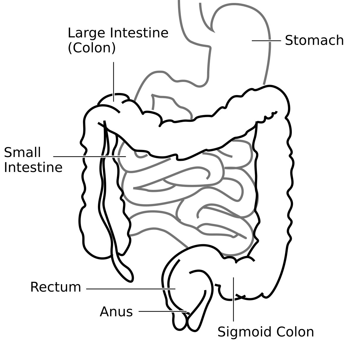 Diagrama del intestino irritable
