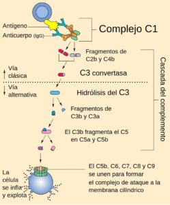 Sistema del complemento: vías de activación y función inmune
