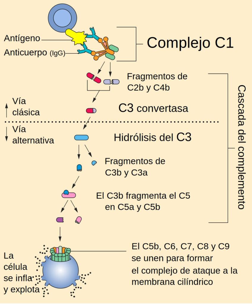 Diagrama del sistema del complemento inmunológico