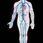 Sistema venoso: anatomía, función y venas principales