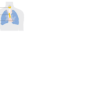 Timo: Anatomía, Funciones e Importancia Inmunológica