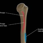 Tríceps Braquial: Anatomía, Funciones y Lesiones