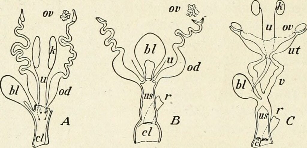 Ureter: Anatomia, Funciones y Enfermedades